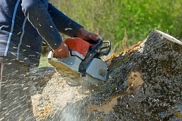 Reliable Waxhaw, NC Tree Removal Solutions