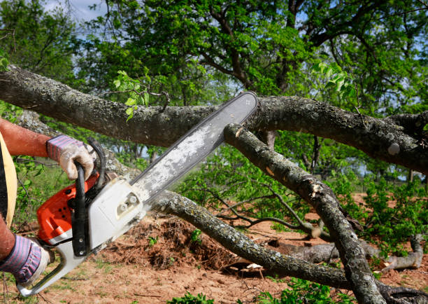 Best Tree Removal  in Waxhaw, NC